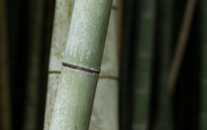 Hydrophil : Comment sont fabriquées les brosses à dents en bambou ?