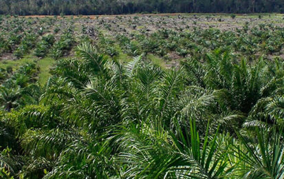 Pourquoi l’huile de palme n’est-elle pas vegan ?